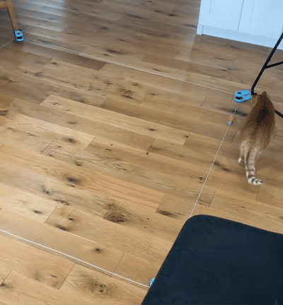 Happy Cats